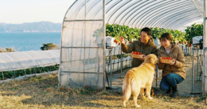 【2026年最新】館山で犬といちご狩り！ペット可農園のルールとキャンプで楽しむ贅沢プラン