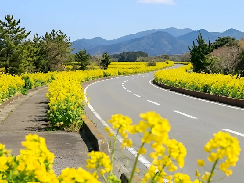 2月の館山で満開を迎える菜の花畑と道路(房総フラワーライン周辺の風景)。