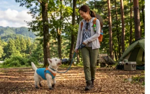 犬連れキャンプで森の中を仲良く散歩する女性と、犬用クールウェアと靴を履いたウエスティ（ウエスト・ハイランド・ホワイト・テリア）。ウッドチップの小道で。